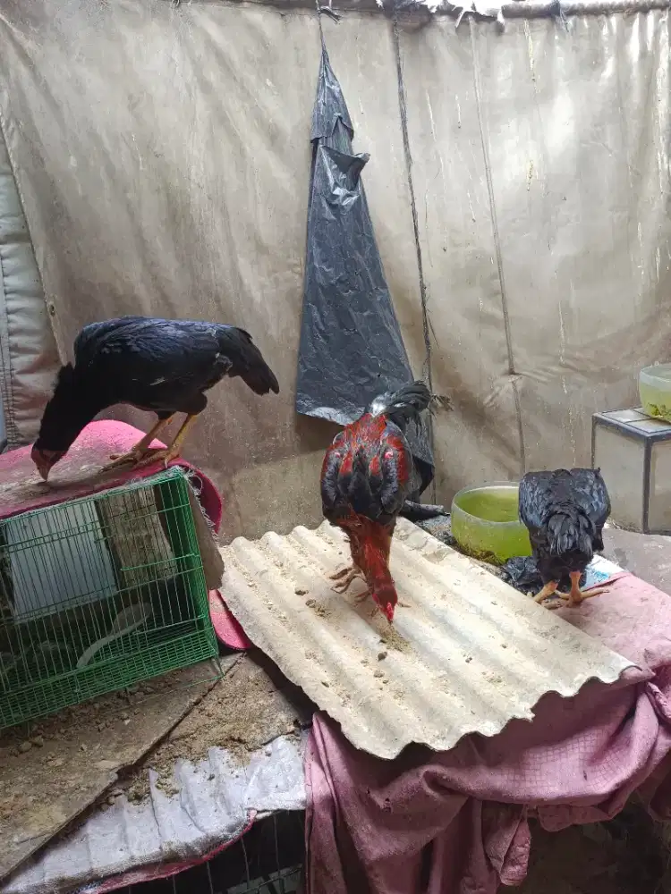 ayam mangon usia 6 bulan