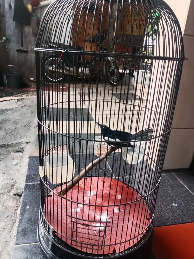 kacer dada putih voer total fullset plus krodong
