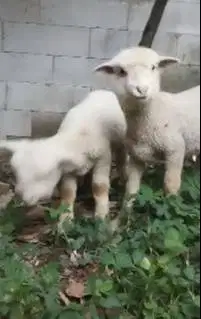 sepasang cempe anakan domba merino 4 bln lepas sapih unik exotik puas