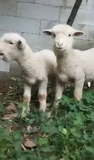 sepasang cempe anakan domba merino 4 bln lepas sapih unik exotik puas