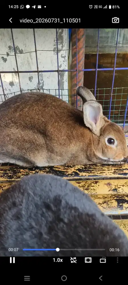 Jual Anakan Kelinci Mini Rex
