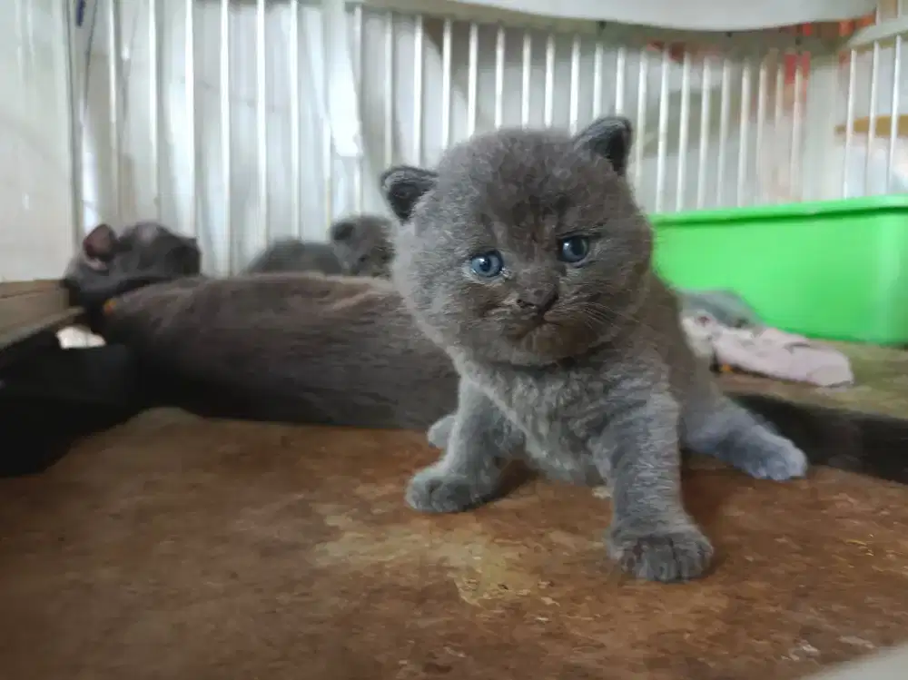 British shorthair kitten