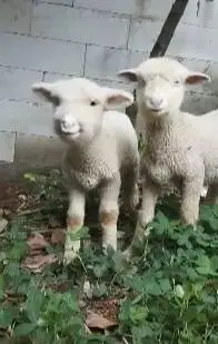 sepasang bibit anakan cempe domba merino 4 bln lepas sapih exotik unik