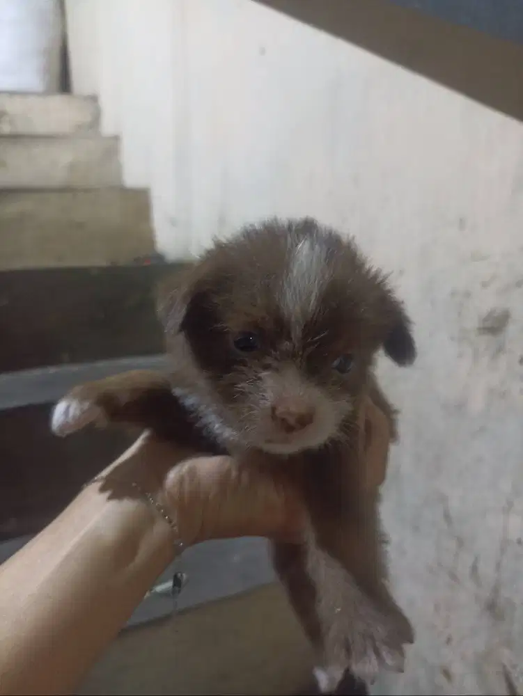 puppy shitzu jantan dan betina