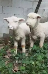 sepasang cempe bibit domba merino 4 bulanan exotik unik lepas sapih ok