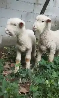 sepasang cempe bibit domba merino 4 bulanan exotik unik lepas sapih ok