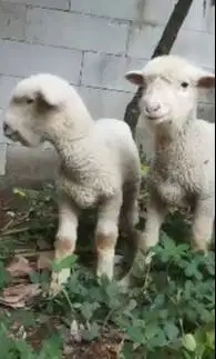 sepasang bibit anakan cempe domba merino 4 bln lepas sapih exotik unik