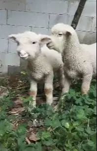 sepasang bibit anakan cempe domba merino 4 bln lepas sapih exotik unik