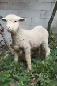 sepasang bibit anakan cempe domba merino 4 bln lepas sapih exotik unik