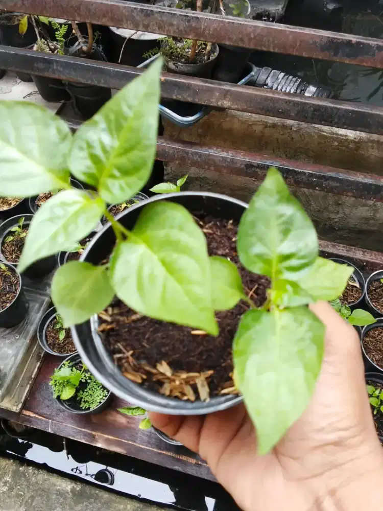 Bibit Cabai Rawit  Siap Tanam