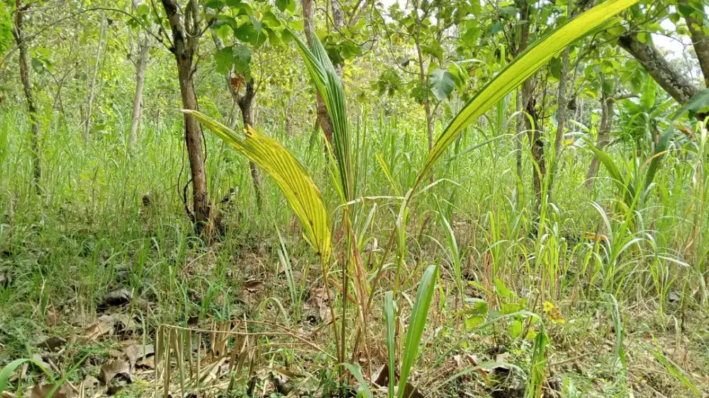 Jual tanah di Lendah Kp