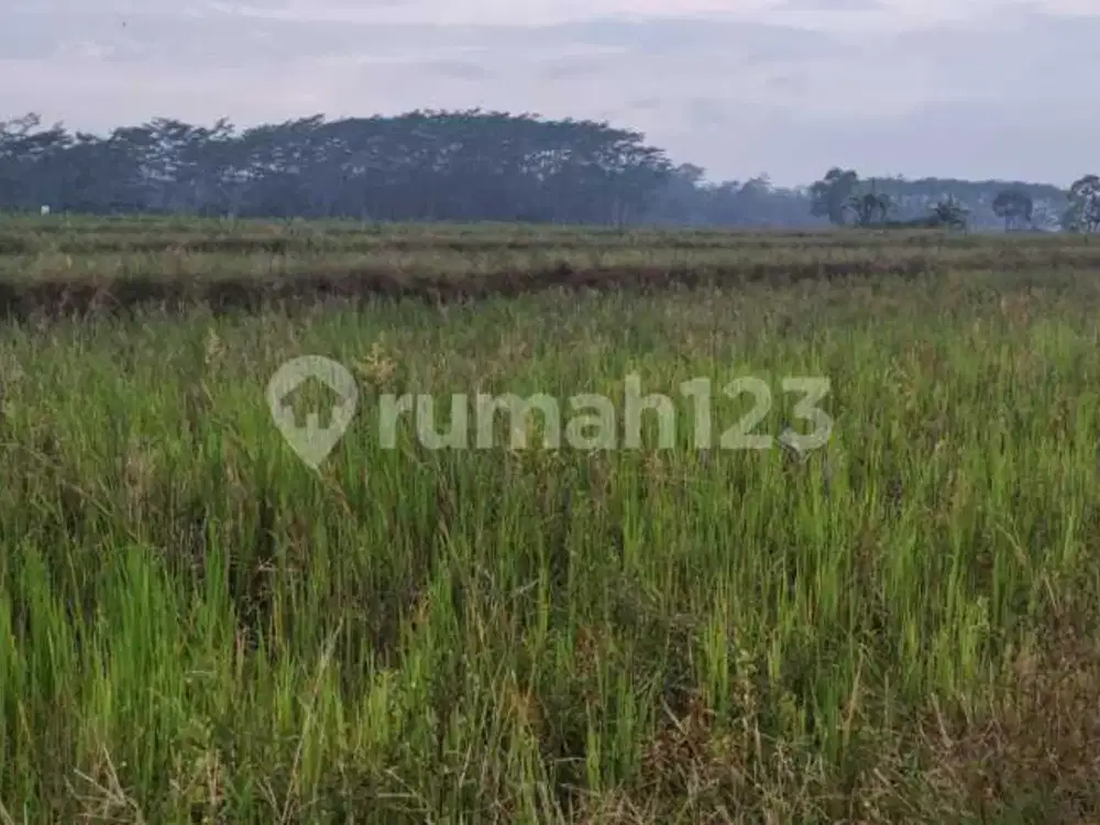 Tanah Sawah di Daerah Lebakbarang