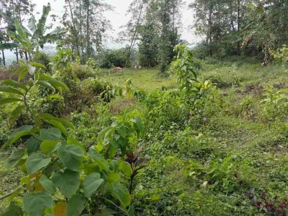 Jual Tanah Kavling, Trawas 500Meter dari Candi Jolotundo
