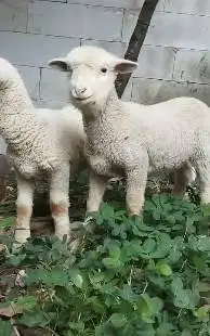 sepasang cempe anakan domba merino 4 bln lepas sapih exotik unik puas
