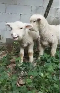 sepasang cempe anakan domba merino 4 bln lepas sapih exotik unik puas