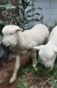 sepasang cempe anakan domba merino 4 bln lepas sapih siap piara hobby
