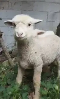 sepasang cempe anakan domba merino 4 bln lepas sapih siap piara hobby