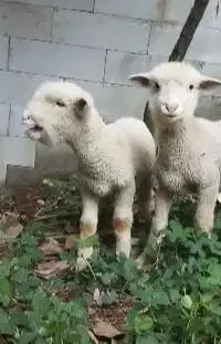 sepasang cempe bibit domba merino 4 bulanan exotik unik rawatan manteb
