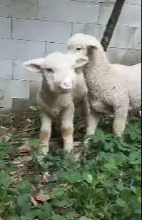 sepasang cempe bibit domba merino 4 bulanan exotik unik rawatan manteb