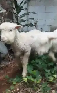 sepasang cempe anakan domba merino 4 bulanan lepas sapih exotik manteb