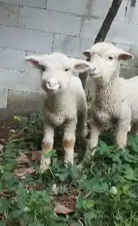 sepasang cempe anakan domba merino 4 bulanan lepas sapih exotik manteb