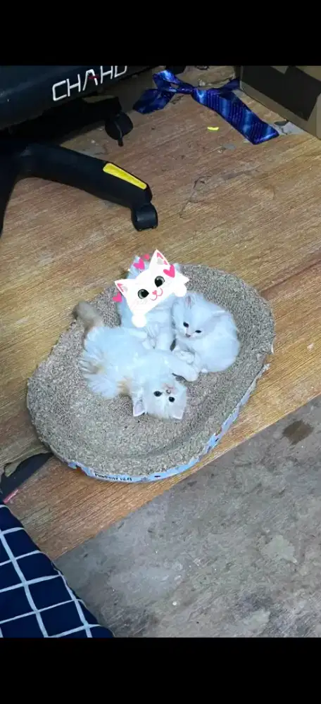 Kitten persia mainecoom