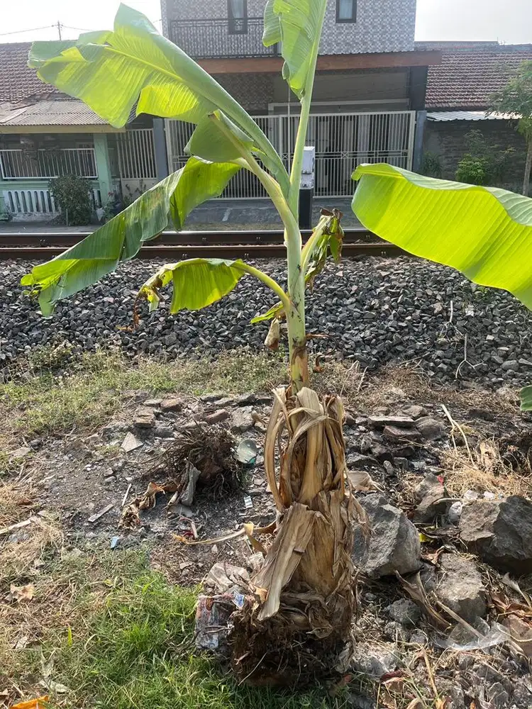 Bibit pisang ulin ( gratis )