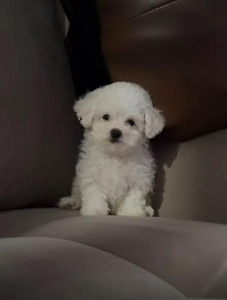 Bichon frise korean breed line