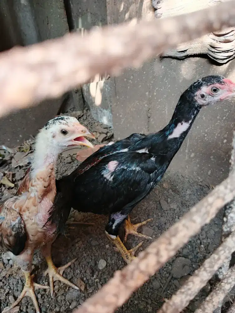 Jual sepasang anak ayam Bangkok super