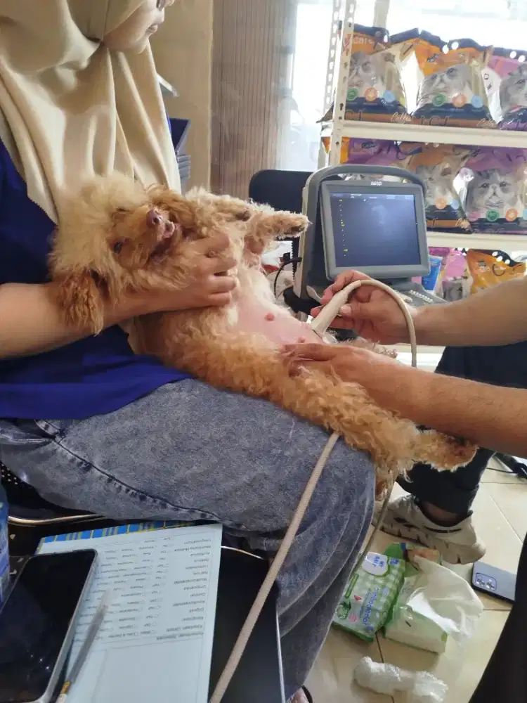 Poodle betina hamil