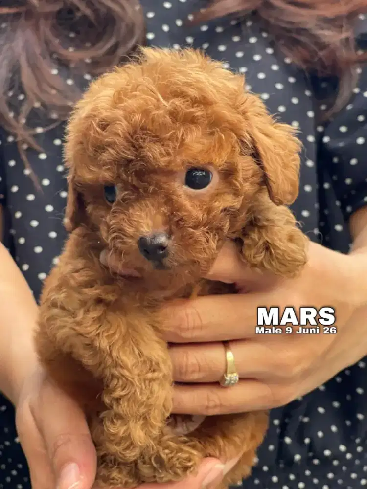 Toy Poodle red jantan •MARS•
