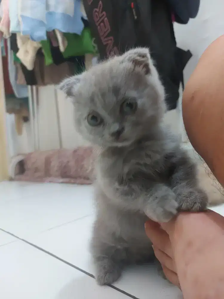 gaelic fold munchkin scottis fold