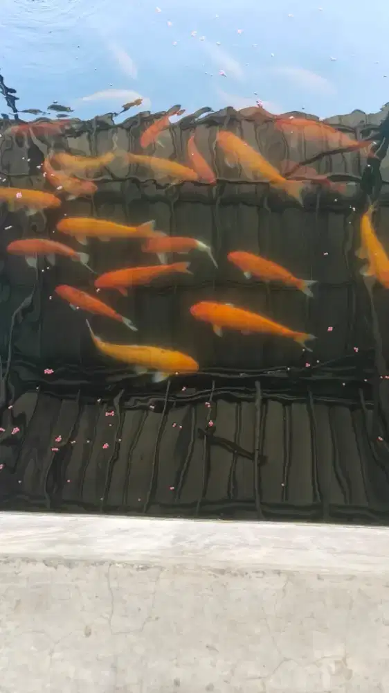 Jual diborong kan ikan koi ukuran besar dan sedang.