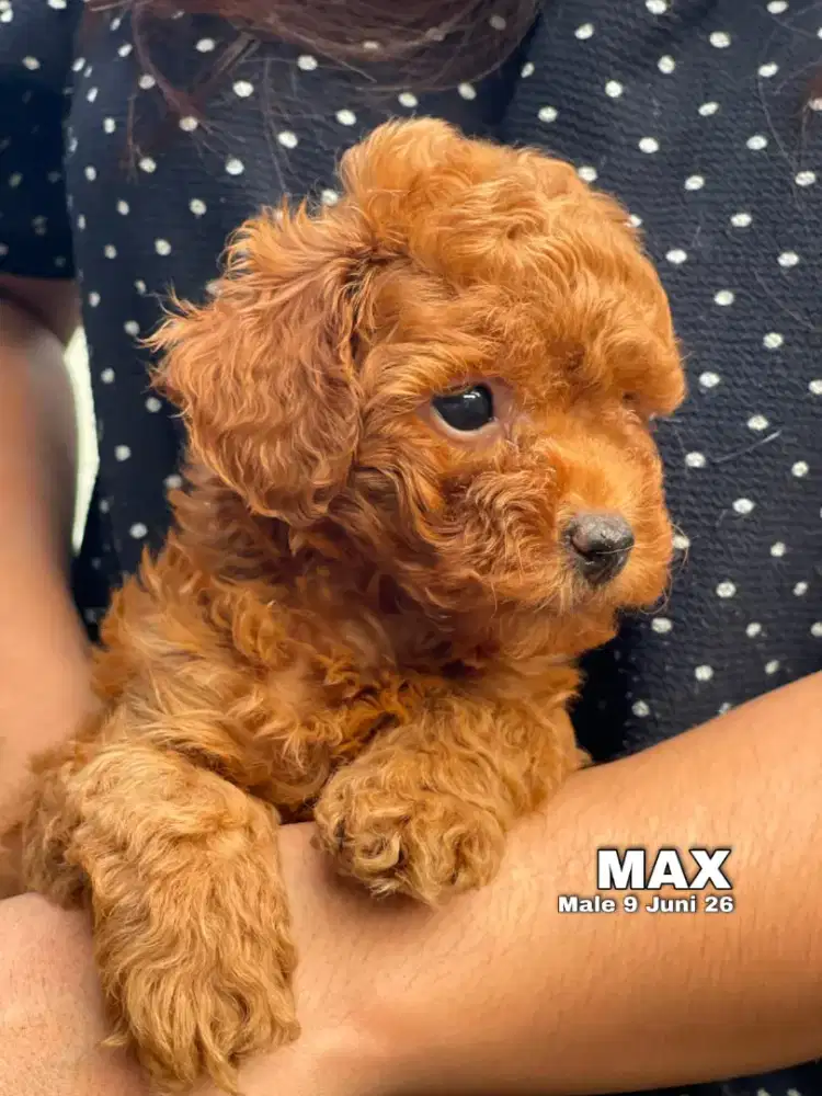 Toy Poodle red jantan •MAX•