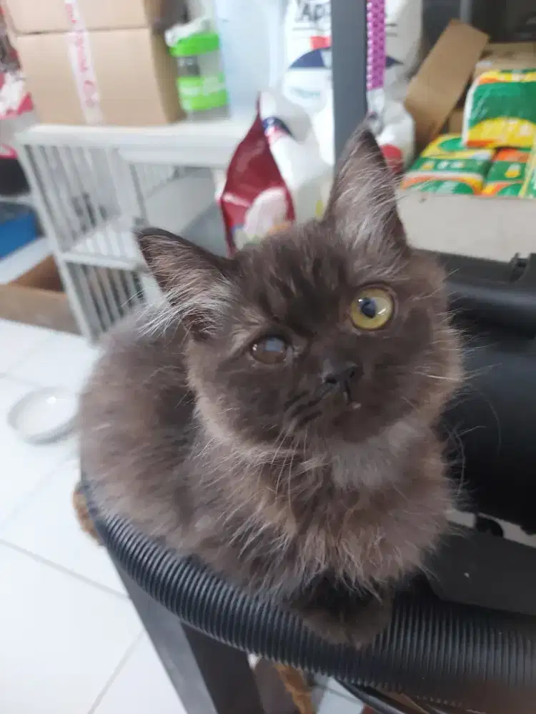 munchkin bsh mix ragdoll / odd eye