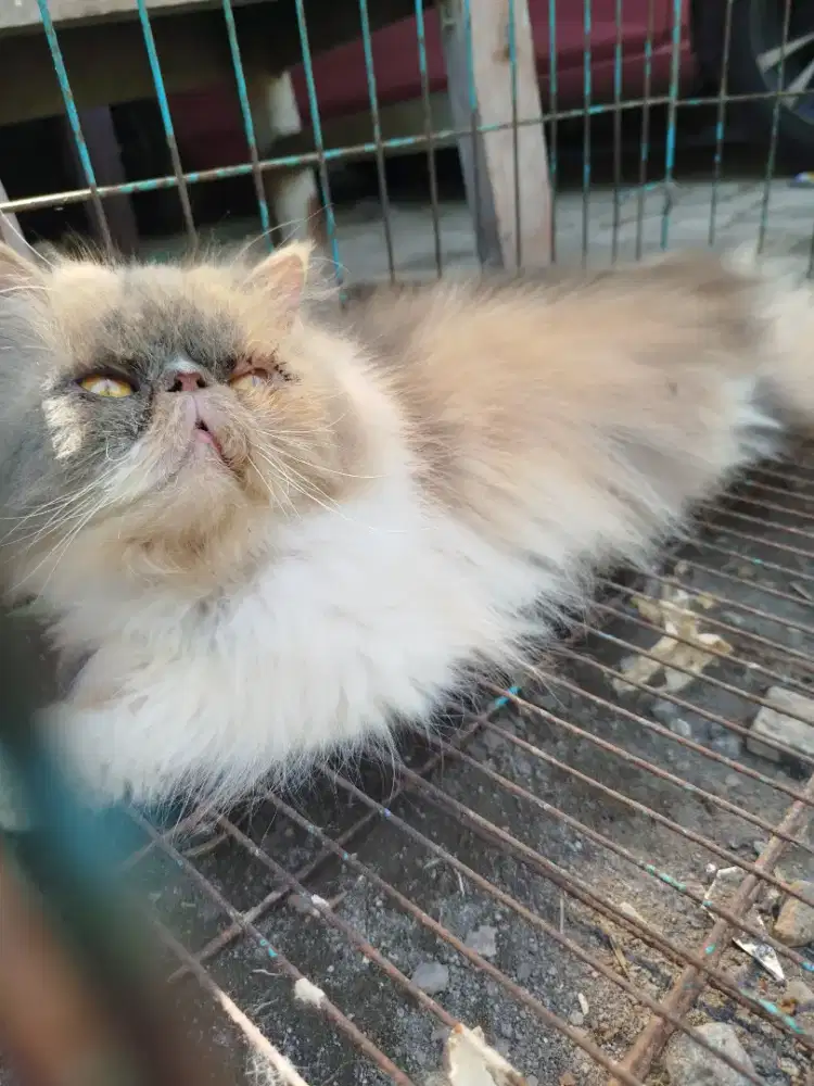 Peaknose betina Calico dilute