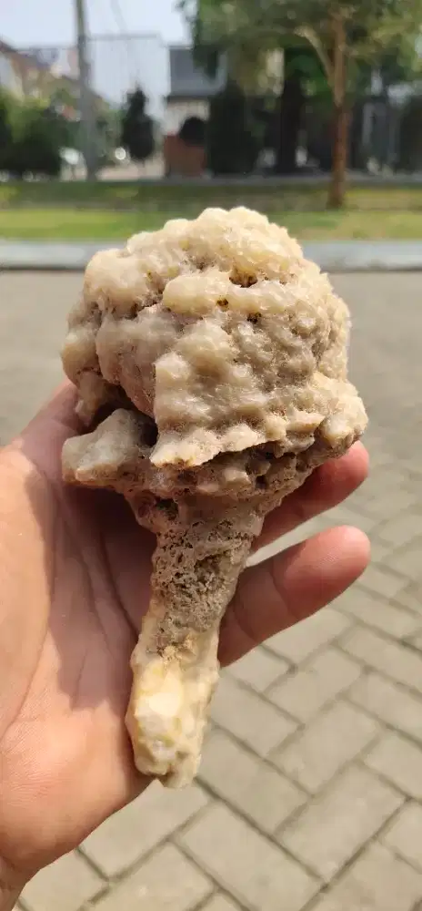 Batu Fosil Kayu Langka Menyerupai Bentuk Jamur / Brokoli Origin Jerman