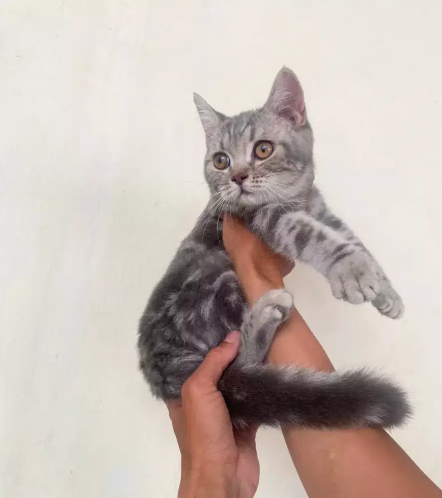 Kucing kitten British shorthair  Silver classic Betinaa