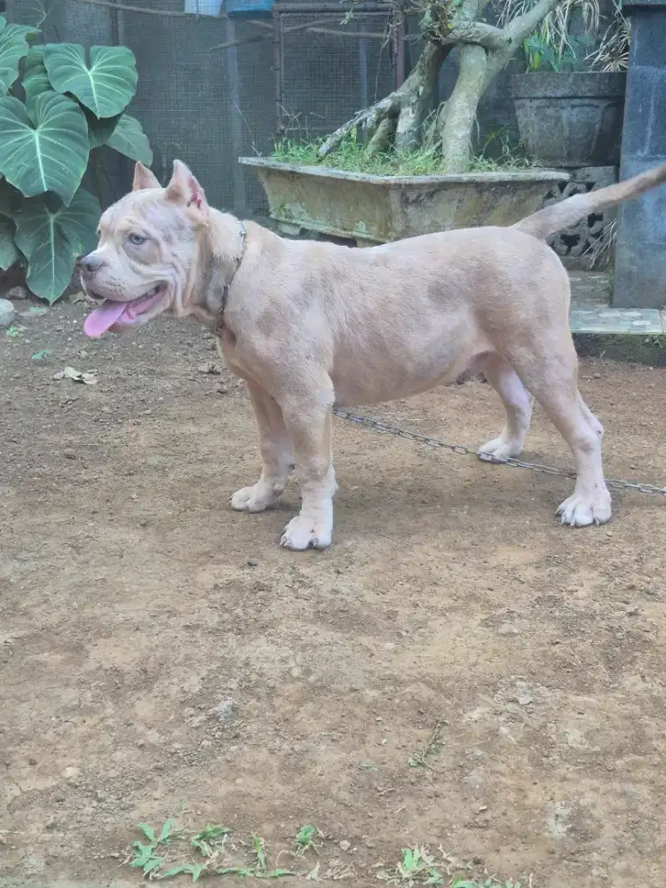 Bullypit lilac merle