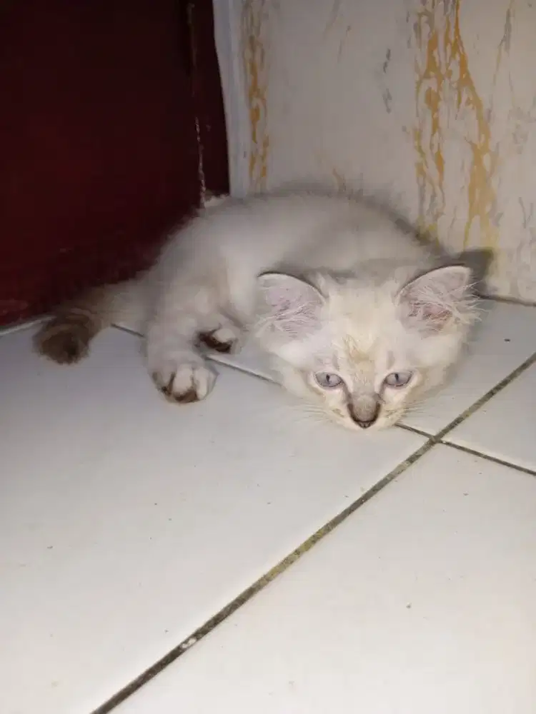Kucing Persia mix Himalaya