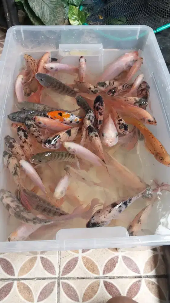 Jual ikan Nila kumpay/slayer indukan