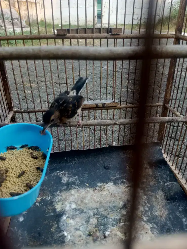 Burung Murai Batu Medan Trotol Jantan