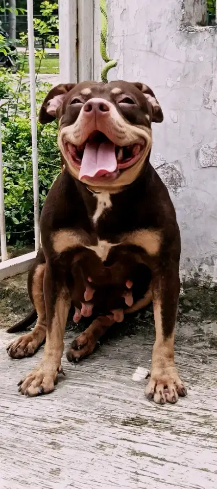 Pitbull betina indukan red tan anjing