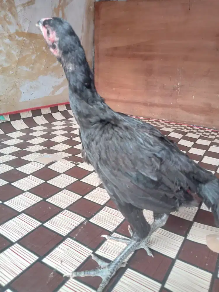 Ayam Bangkok trah