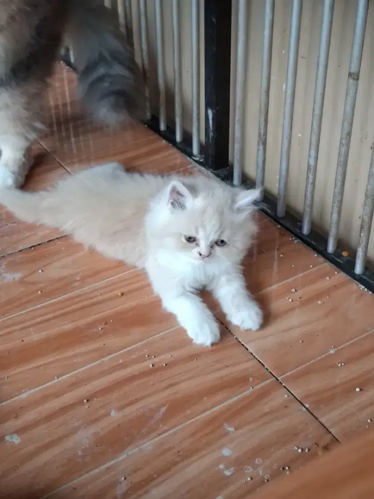 Kitten 2 Bulan.