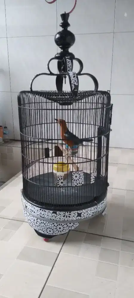 Jual Burung Anis Merah Bonus Kenari