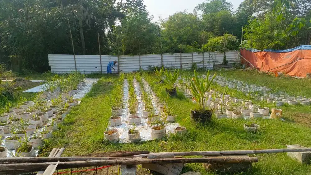 Dicari tenaga kerja untuk kebun sayur