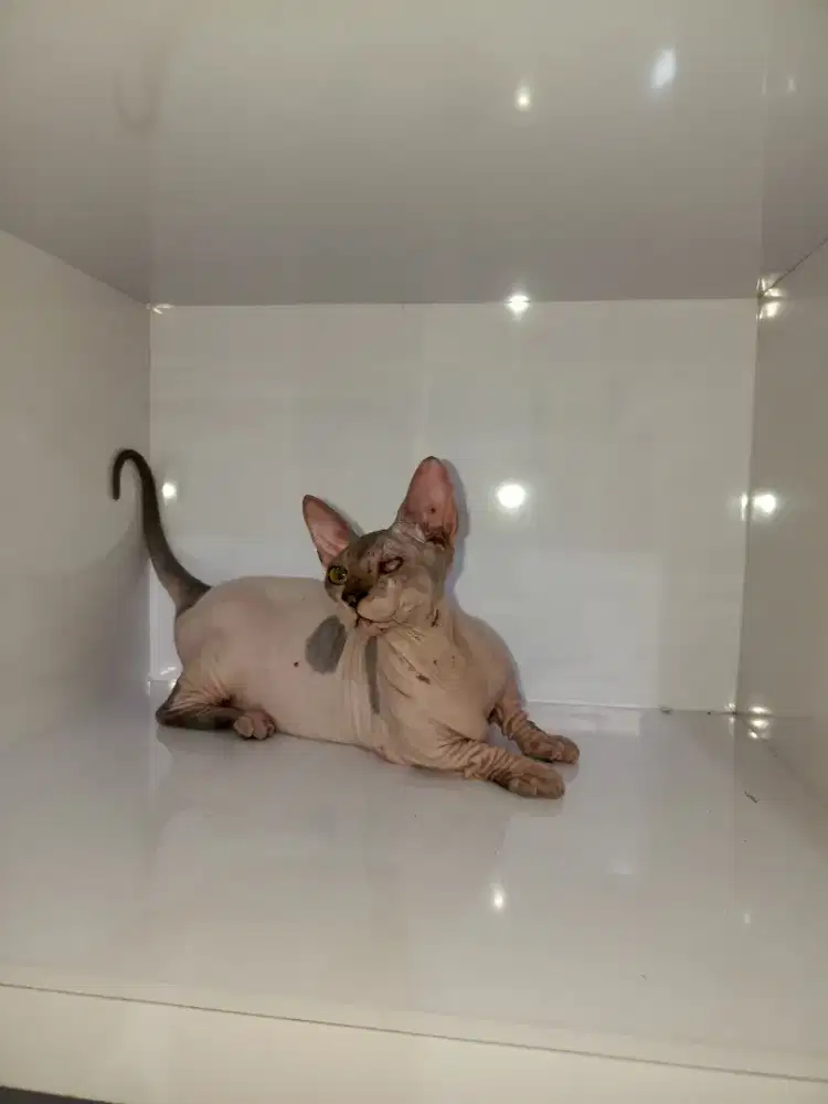 Sphynx bambino betina proven