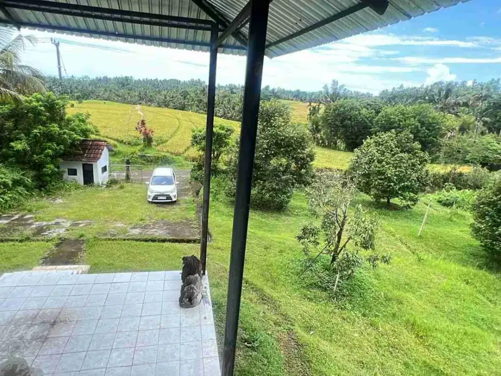 jual kebun durian premium aneka jenis view sawah dan gunung cantik di tabanan bali.