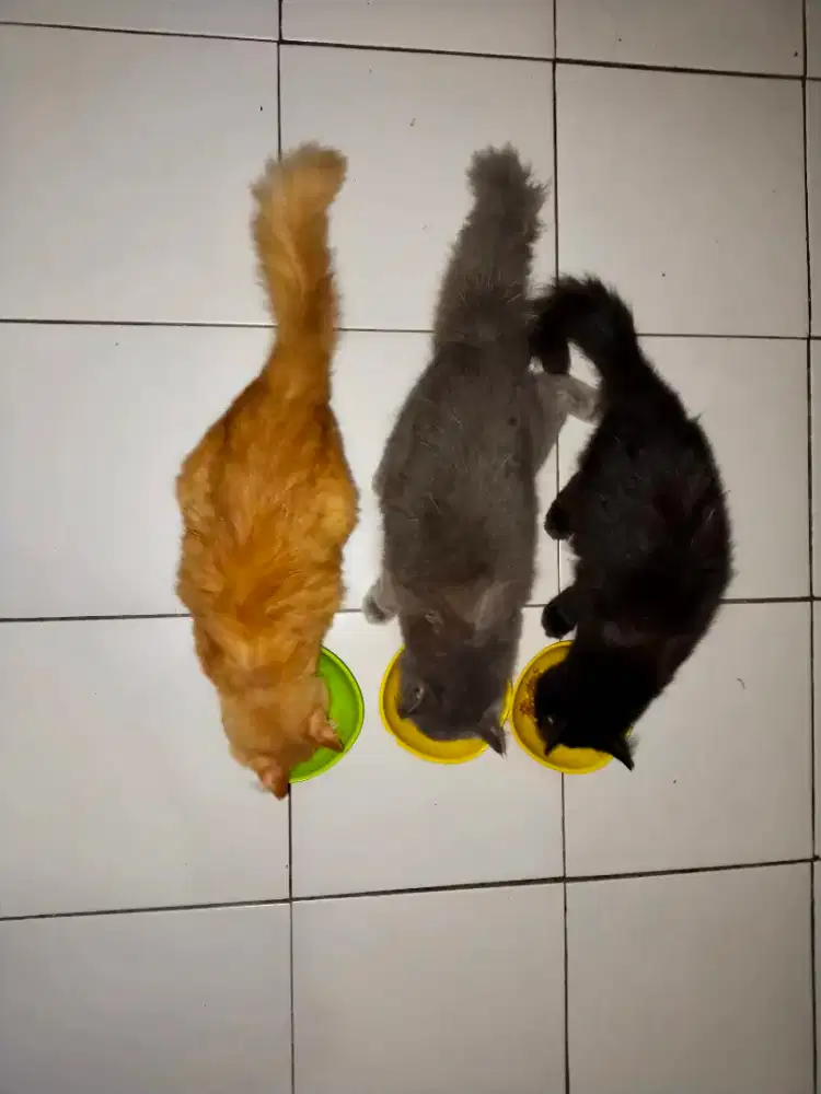 lepas adopt kucing persia